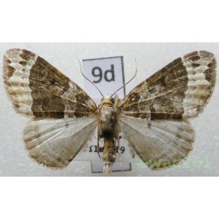 Ecliptopera capitata (Herrich-Schäffer, 1839) Czech9d
